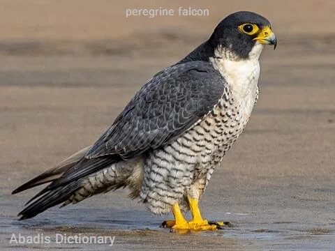 peregrine falcon